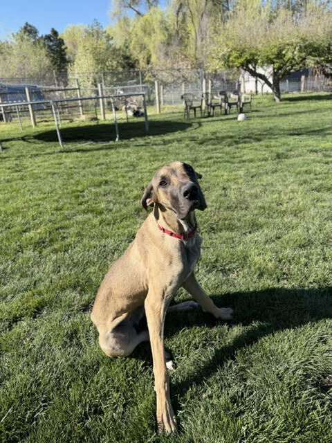 Picture of the Animal Listed